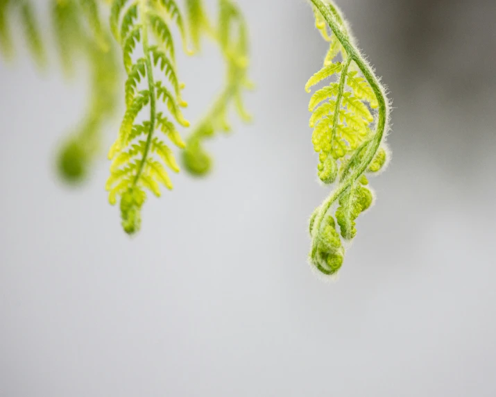 green plant leaves and some brown nches