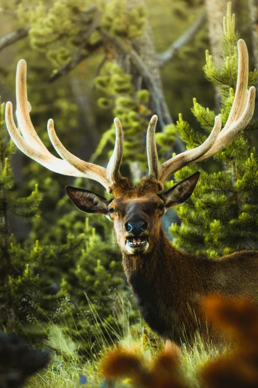 a deer stands near some pine trees, with its large antlers on