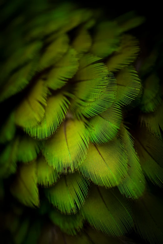 a large group of green birds feathers with dark background