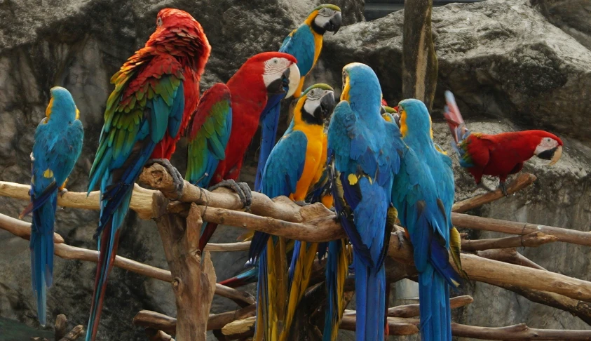 colorful parrots sitting on a tree nch in an enclosed area