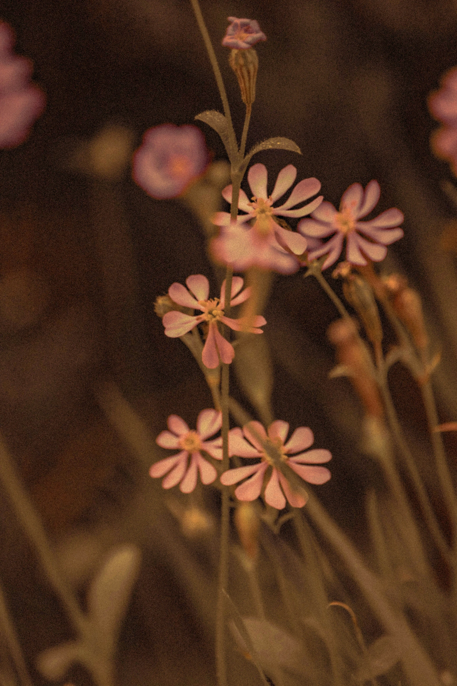 some very pretty pink flowers in some bushes