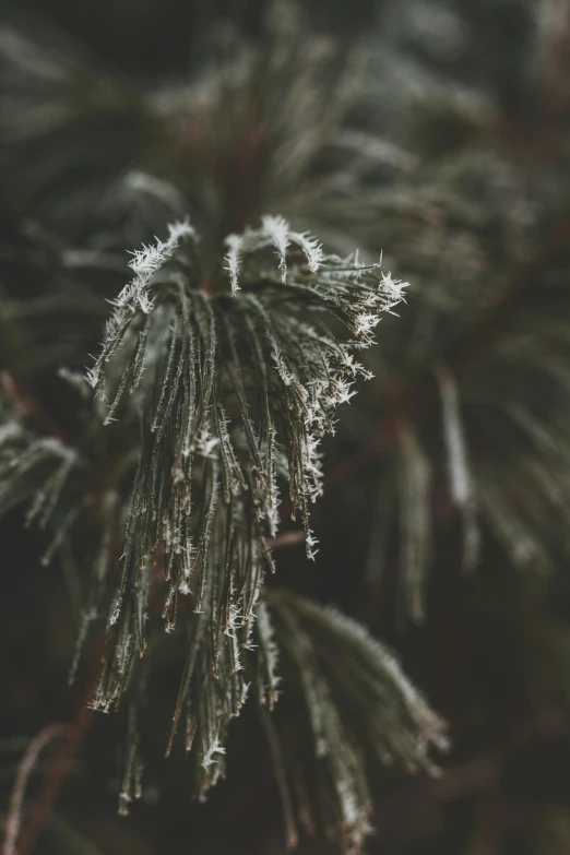 a close - up picture of ice crystals on the tip of a pine tree