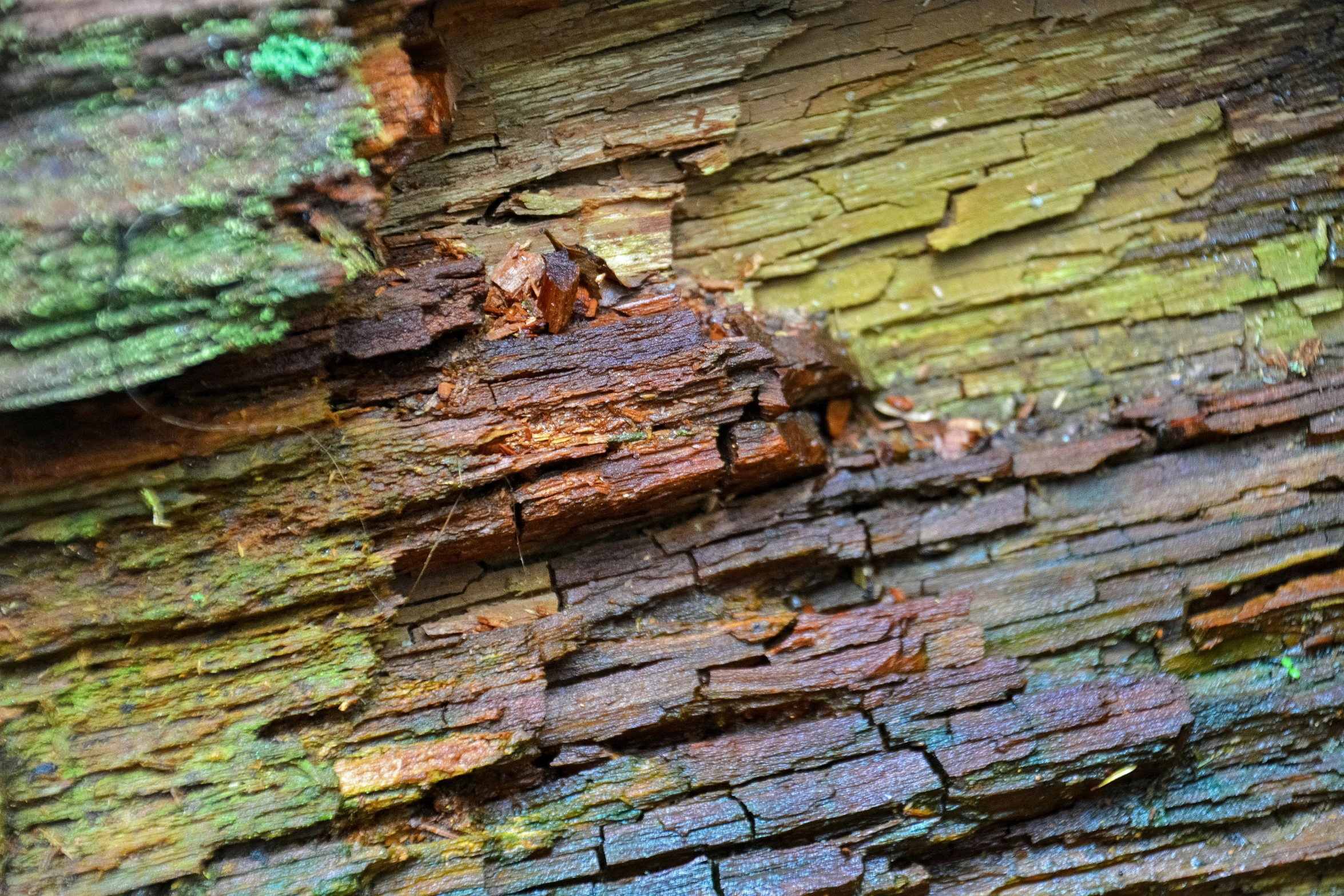 a bird sitting on top of a tree trunk