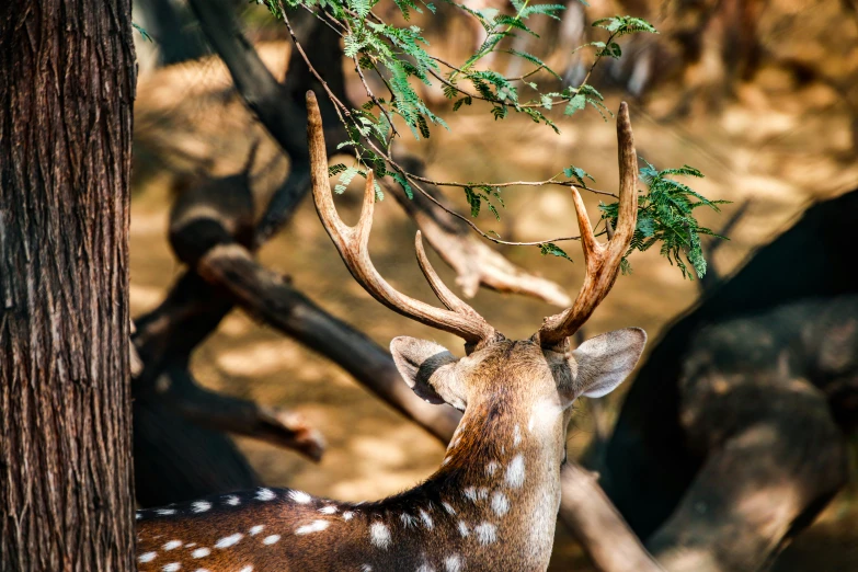 a deer with large horns and brown hair stands in front of a group of deer