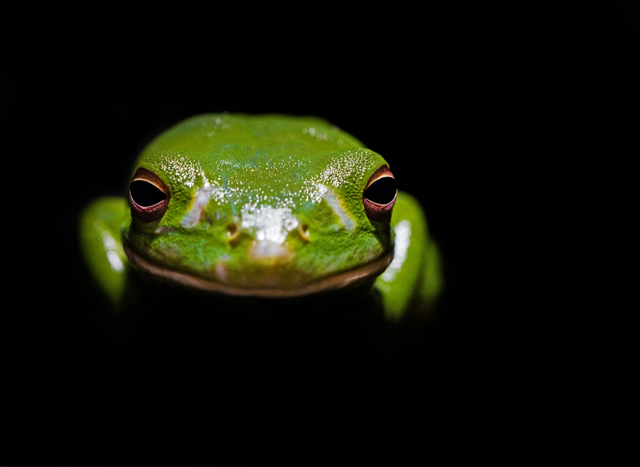 the green frog is perched up against the dark background