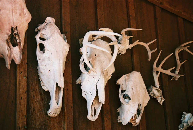 a group of wild animals skull mounted on wooden surface