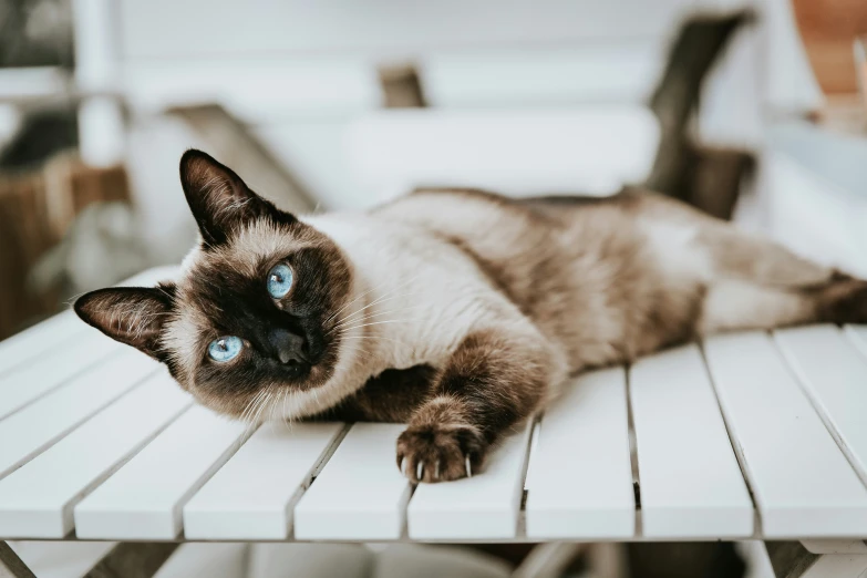 the cat is lying on a table in a room