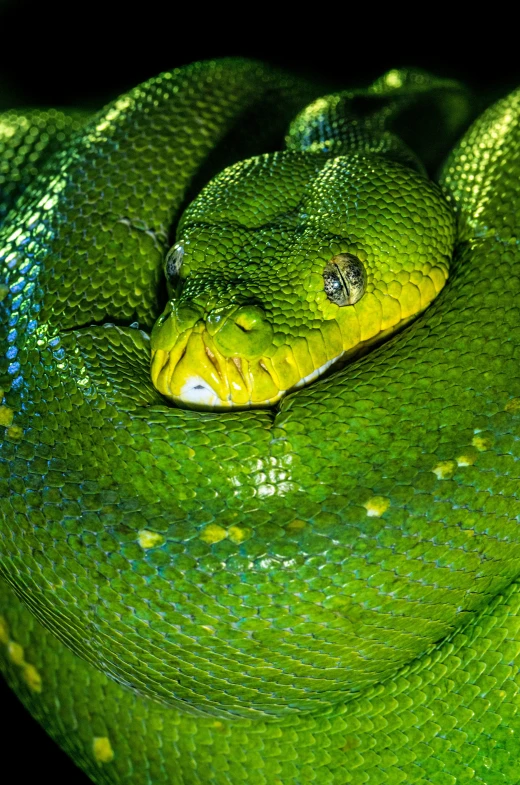 a close up of a green snake laying on a tree nch