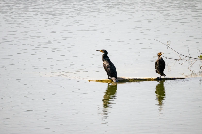 two large birds sitting on a log in water