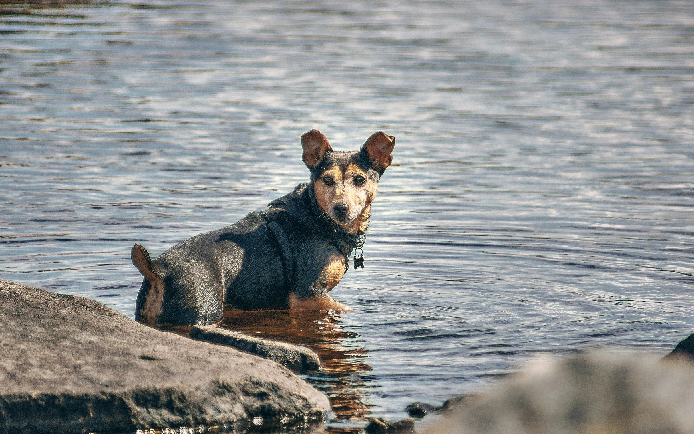 a dog is swimming in a body of water