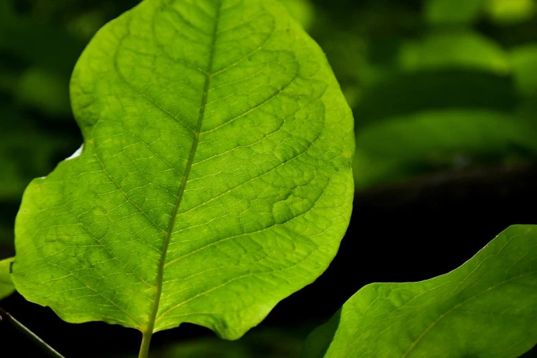 the green leaves are growing in the woods