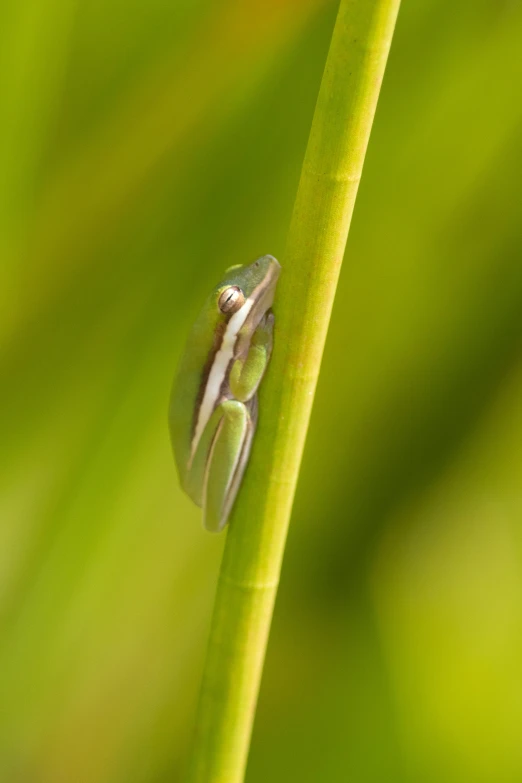 a frog's head sticking up out from the edge of a blade of grass