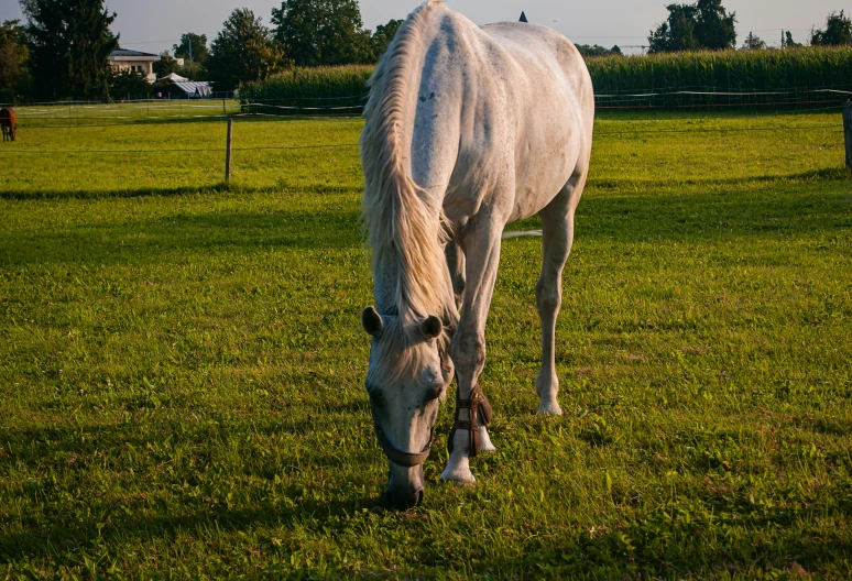a white horse grazing in the grass of a field