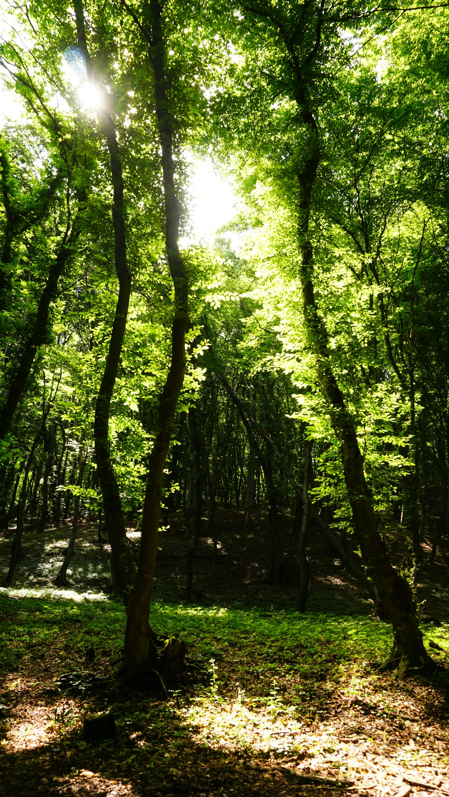 a lot of green trees that have been sunlight shining through them