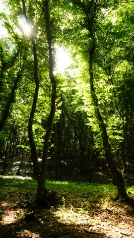a lot of green trees that have been sunlight shining through them