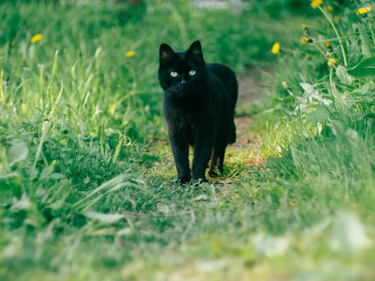 a black cat walking on top of a grass covered field