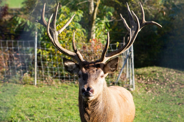 this is a po of a deer looking at the camera