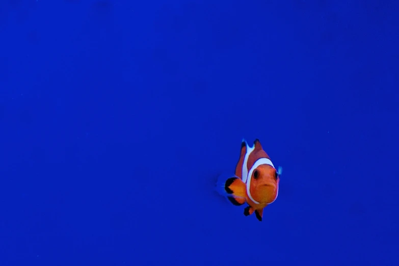 the clownfish looks to be swimming in the deep water