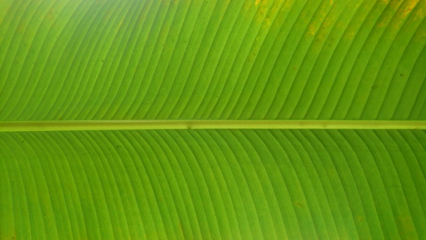 two green leaf sections facing opposite directions