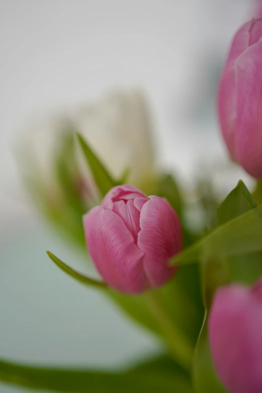 flowers are being displayed on the table