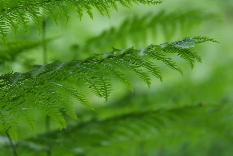 the green leaves are covered with water