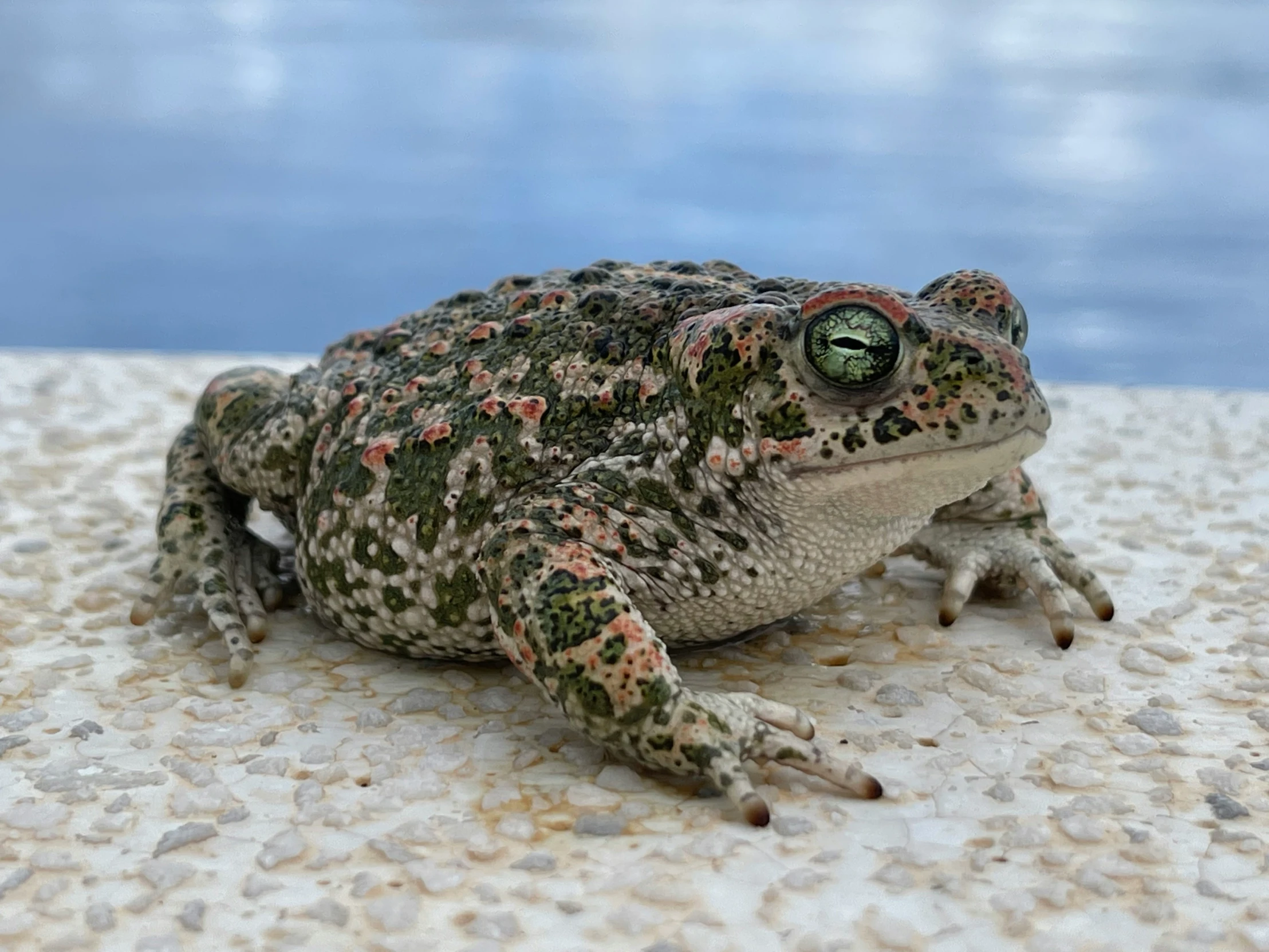 a frog with a red and white spot is on the ground