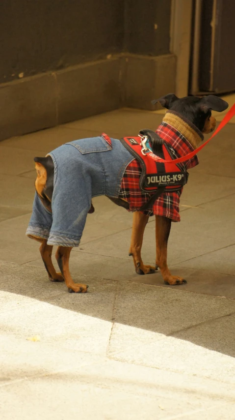 a small dog wearing a blue jean outfit