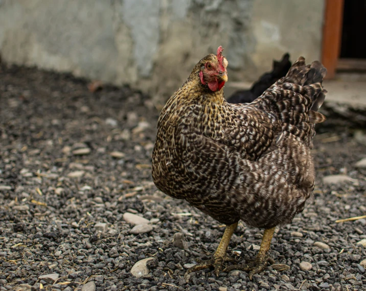 the chicken is standing on the gravel outside