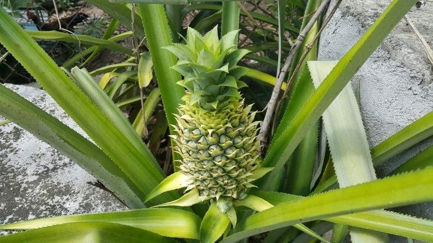an image of a pineapple plant growing in the garden