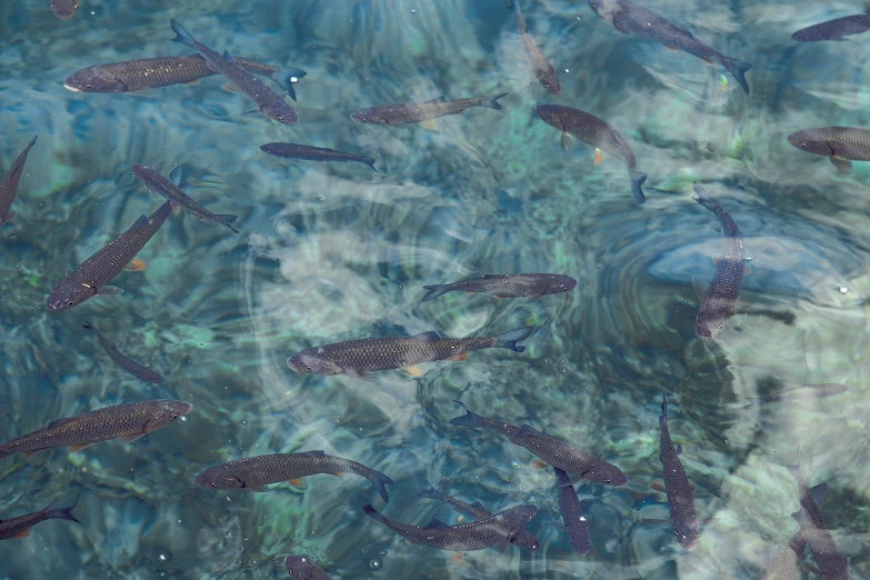 fish swimming in a pond full of green and blue water