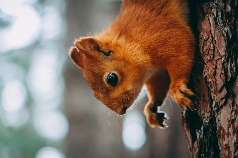 a little red squirrel climbing up to the side of a tree