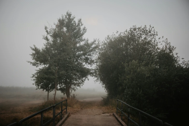 two wooden walkways in the fog with trees