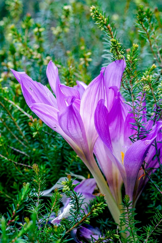 a pink flower blooming on the side of a road