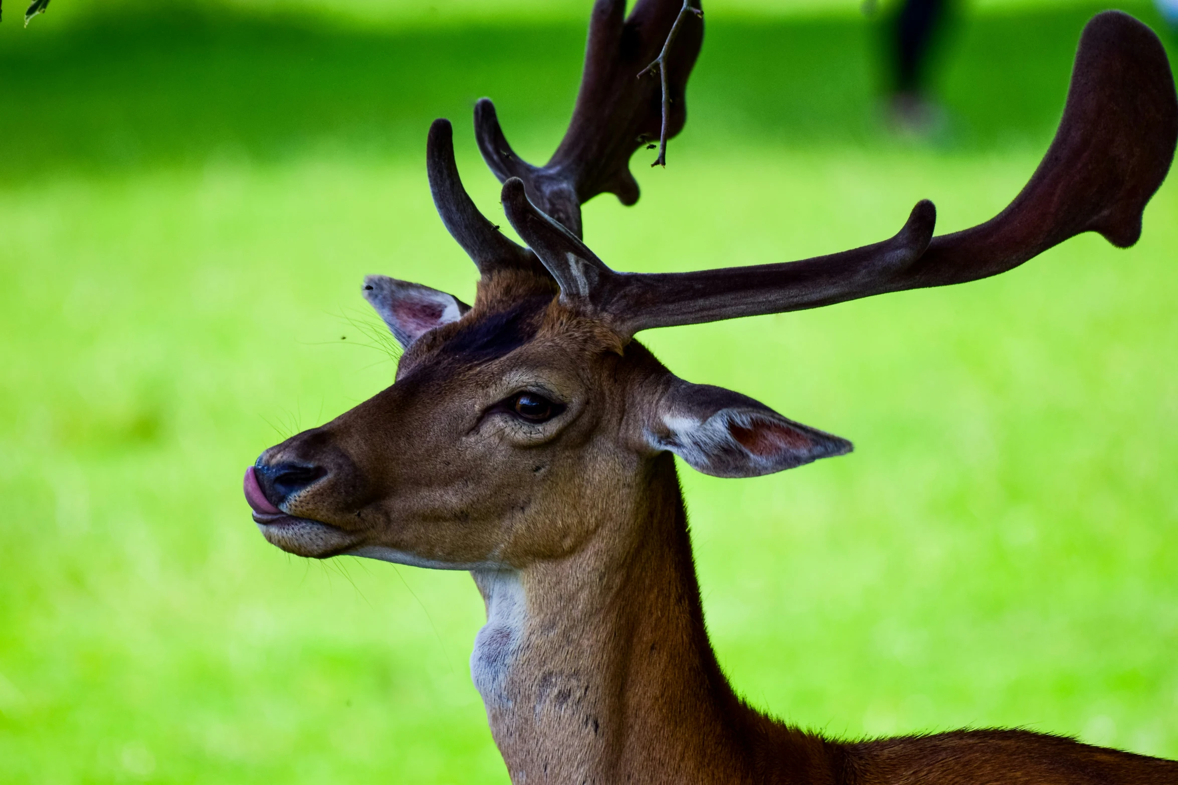 the head of a young deer looking at the camera