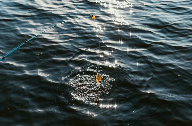 fishing rods in the water and sun shining through