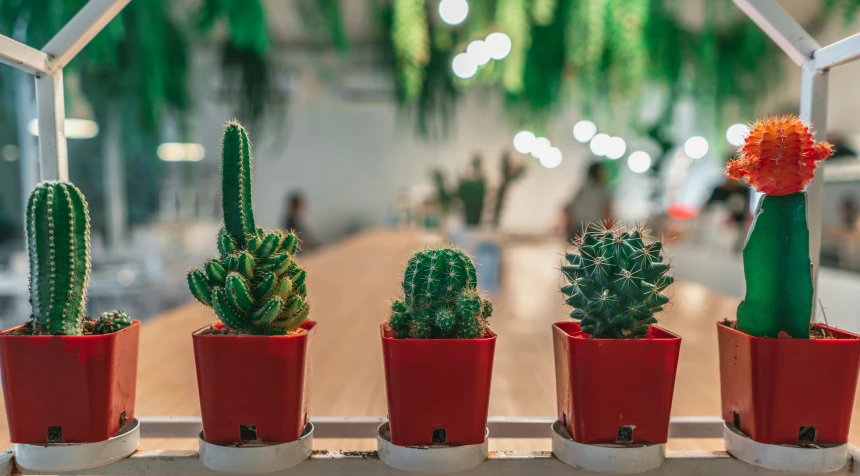 a row of small cactus pots filled with a cactus