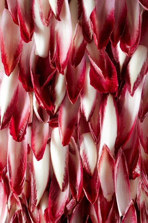 a red and white flower petals with one stem open