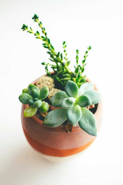 some small green plants are sitting in a red pot