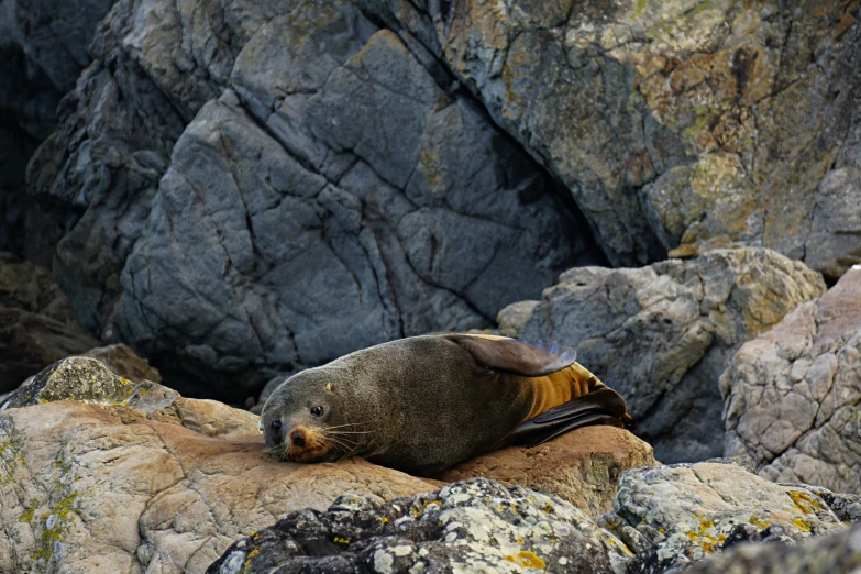 a seal laying on a rock out in the ocean