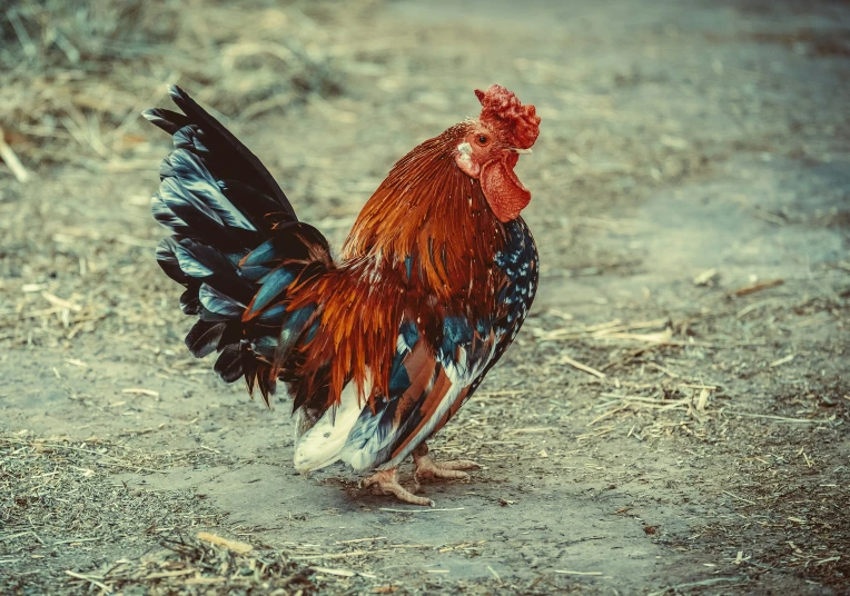 a brown, black and red chicken standing on a dirt field