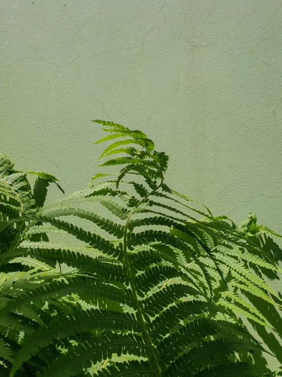 a plant with several leaves against a light green wall