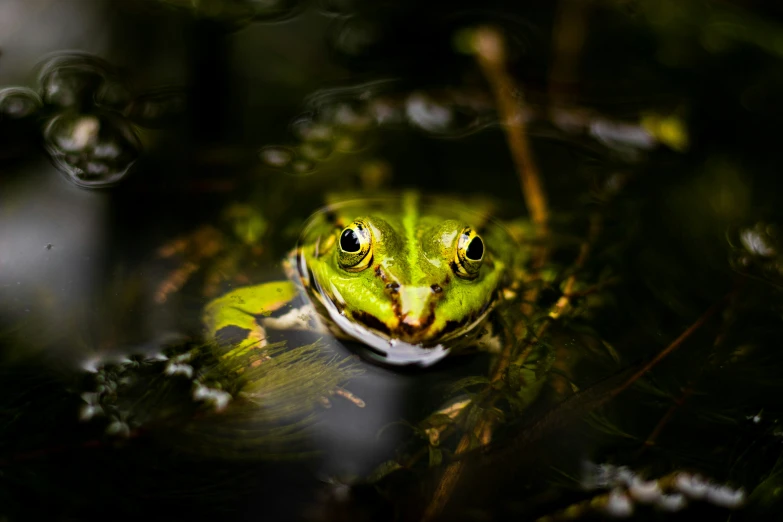 the frog looks at the camera while sitting in its water pool