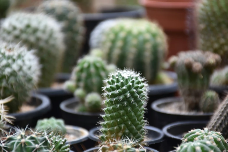 there are several cactus plants in the garden