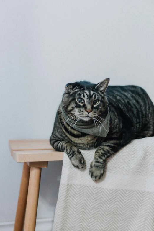 a cat that is sitting on a wooden chair