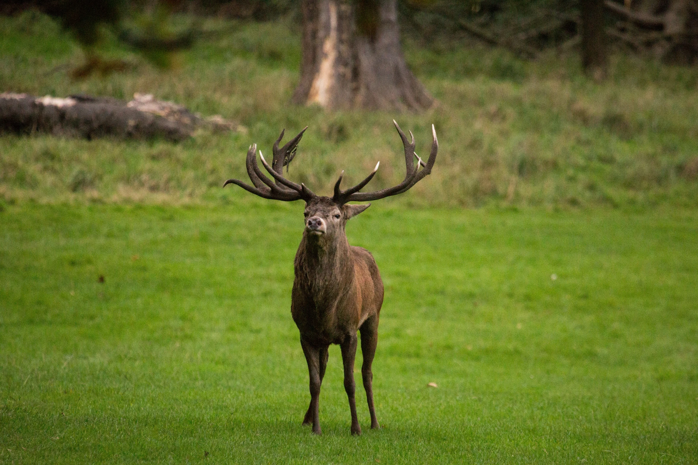 a deer stands alone on the grass looking back