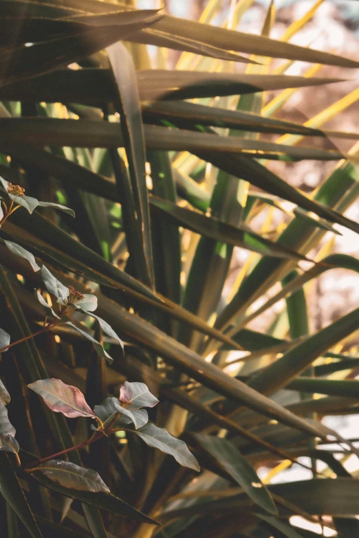 colorful tropical plant leaves are on a tree