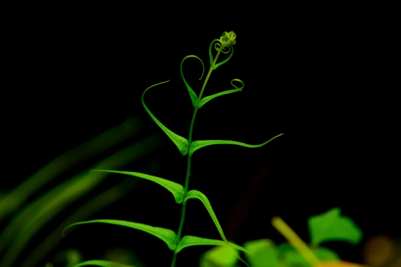 the small plant is tall and has very thin stalks