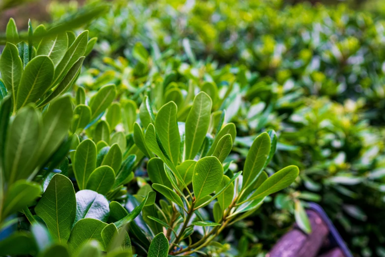 a picture of some plants on a sunny day