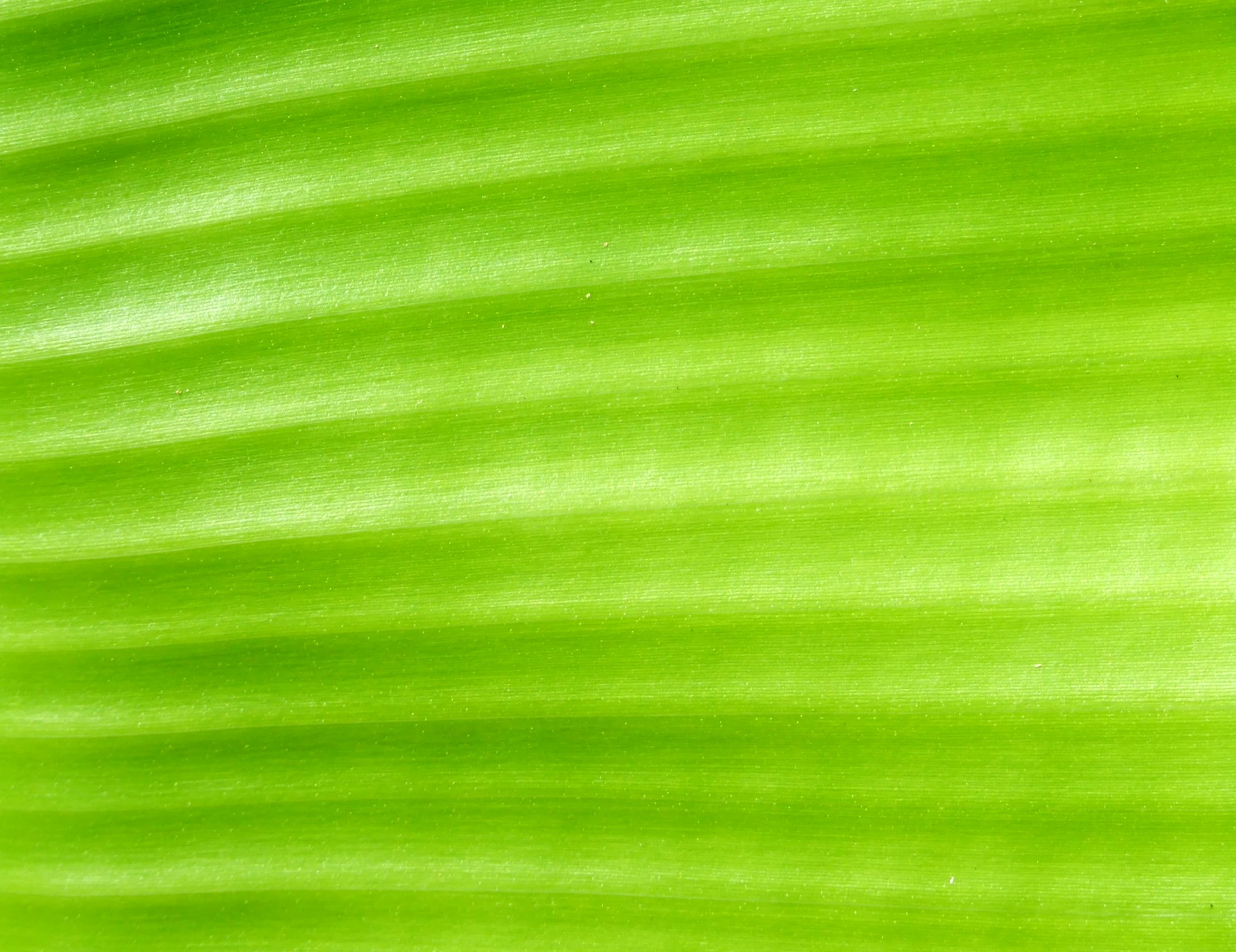 an image of a green background that is very close to the ground