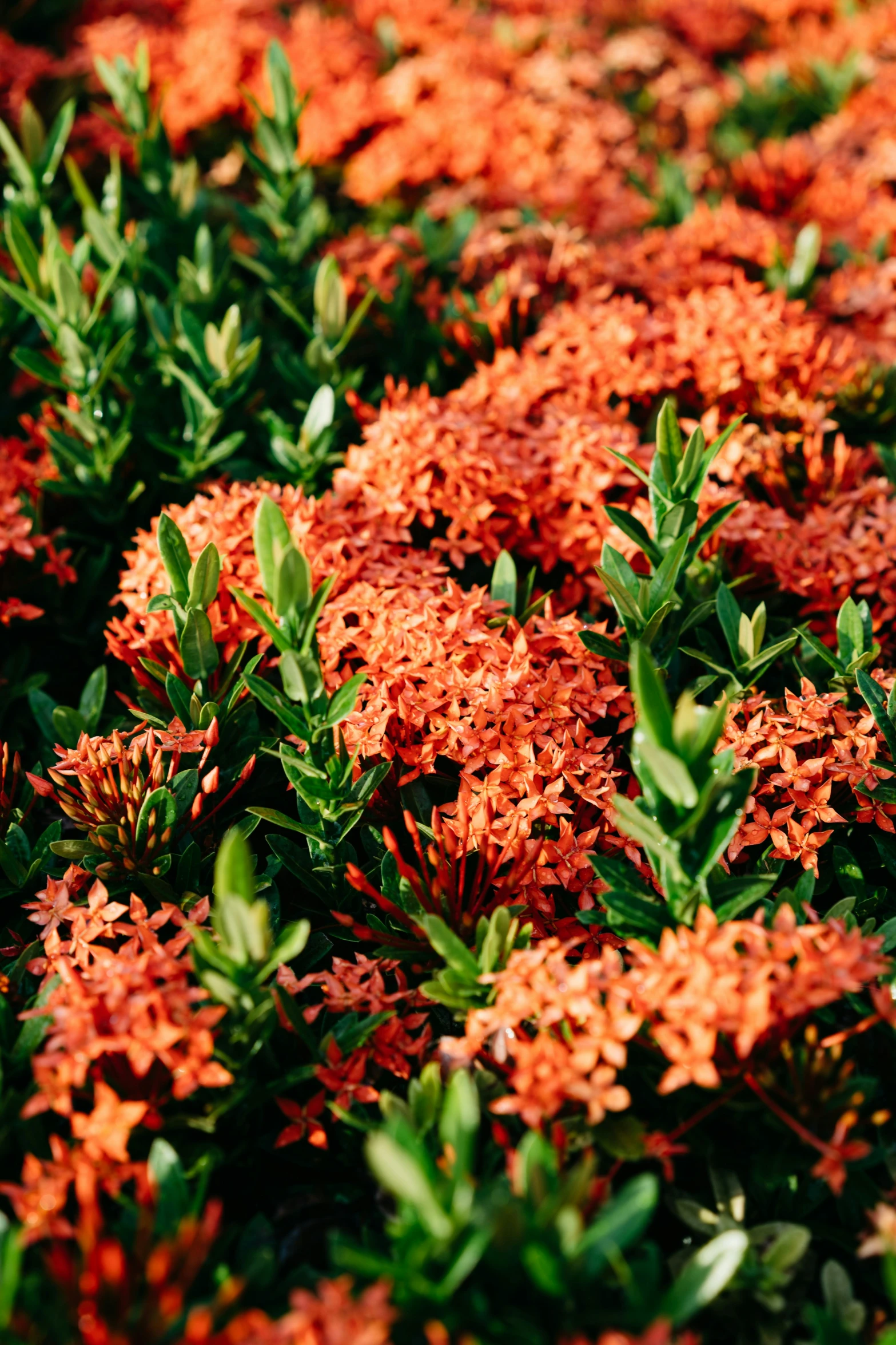 some very pretty flowers growing by the ground